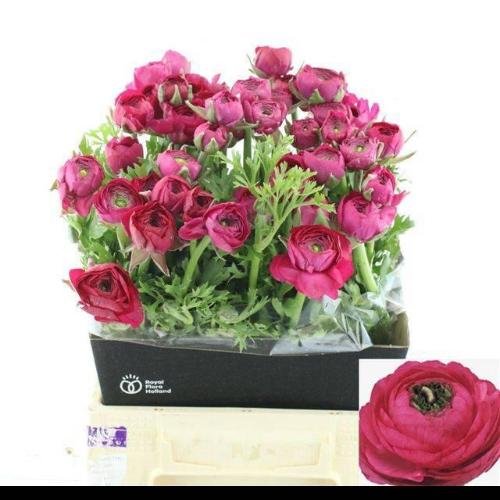 Ranunculus asiaticus 'Elegance Hot Pink'
