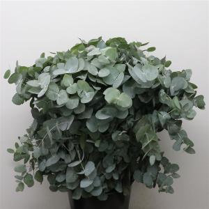 Eucalyptus cinerea