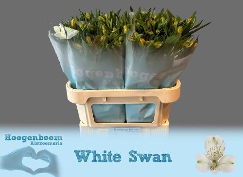 Alstroemeria White Swan