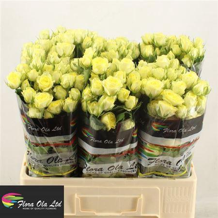 Rosa tros Wedding Invite