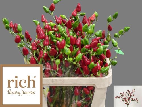 Capsicum annuum 'Xmas'