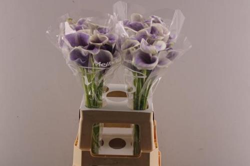 Zantedeschia 'Picasso'