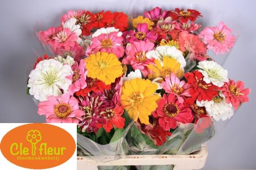 Zinnia overig gemengd