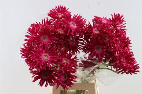 Gerbera grootbloemig krulvormig Pastini Puglia