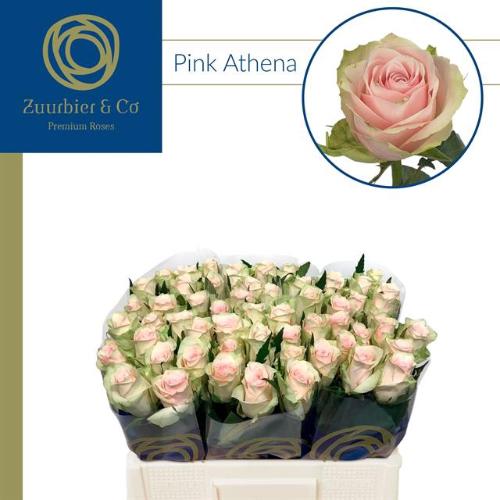 Rosa grootbloemig Pink Athena
