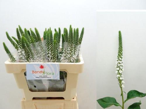 Lysimachia Moonlight