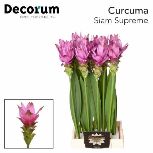 Curcuma alismatifolia Siam Supreme
