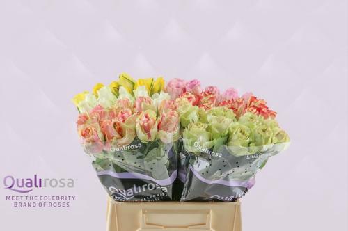 Rosa grootbloemig gemengd in fust