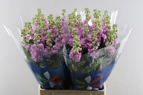 Matthiola incana 'Iron Pink'