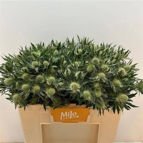 Eryngium Magical White Lagoon