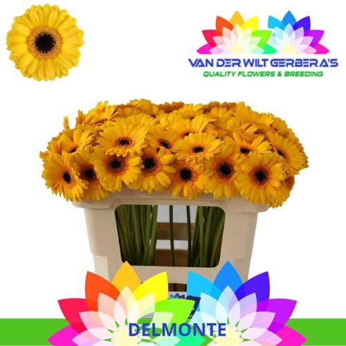 Gerbera mini 'Delmonte'