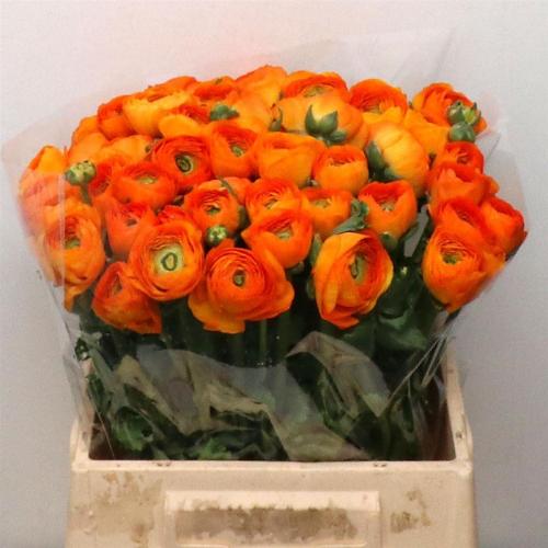 Ranunculus asiaticus Success Lambada