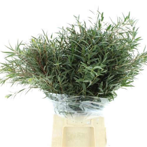 Eucalyptus per bos nicholii