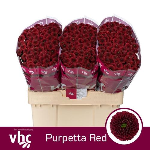 Chrysanthemum (Indicum Grp) tros santini AAA Purpetta Red
