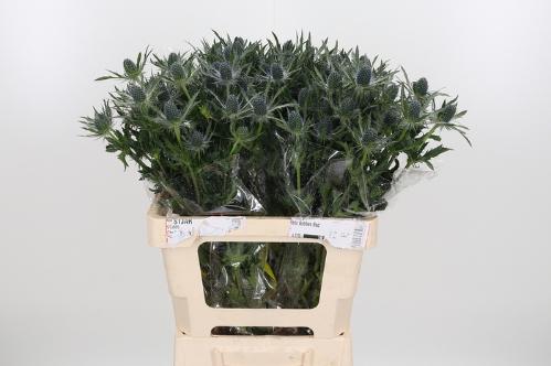 Eryngium Magical Blue Lagoon