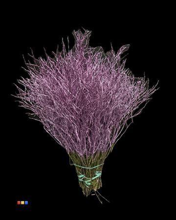 Vaccinium kleurbehandeld H%