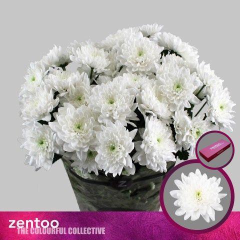 Chrysanthemum Indicum Grp tros Olaf