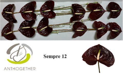 Anthurium (Andreanum Grp) Sempre