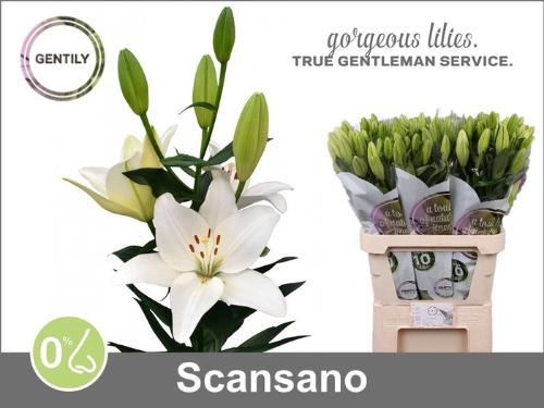 Lilium (LA-hybrids Grp) 'Scansano'