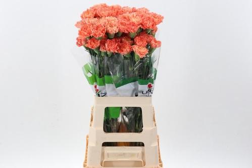 Dianthus standaard Hermes Orange