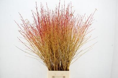 Cornus sanguinea 'Winter Beauty'