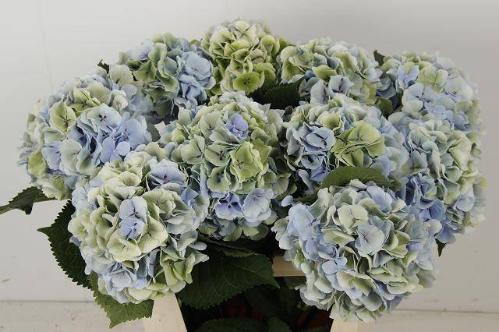 Hydrangea macrophylla 'Verena' (blauw classic)