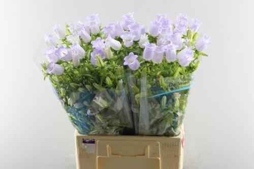 Campanula medium 'Champion White'