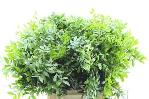 Pistacia sp. (blad)