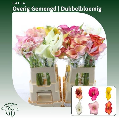 Zantedeschia gemengd in fust