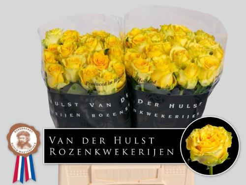 Rosa grootbloemig Lemon Finess