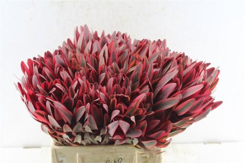 Leucadendron 'Jester'