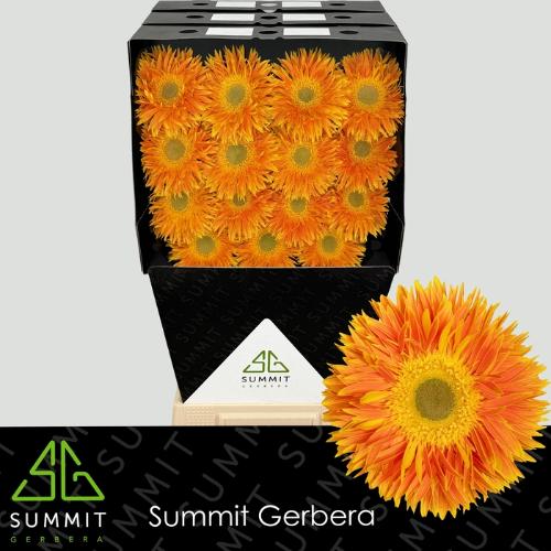 Gerbera grootbloemig spinvormig Maui+