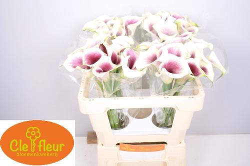 Zantedeschia 'Picasso'