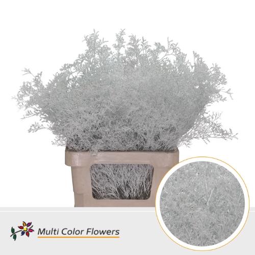 Limonium overig kleurbehandeld H%