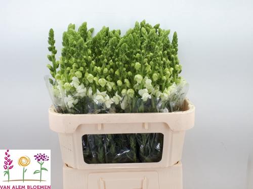 Antirrhinum majus 'Opus White'