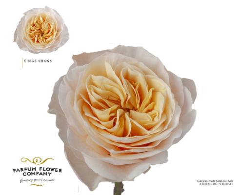 Rosa grootbloemig overig