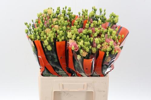 Eustoma russellianum gevuldbloemig russellianum 'Sabrina Orange'