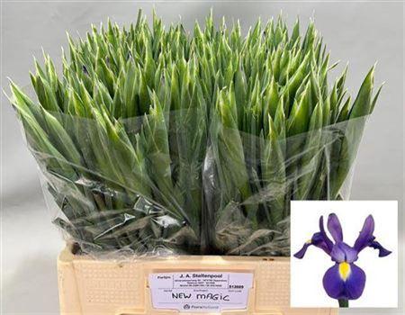 Iris (Hollandse Iris Grp) 'Blue Magic'