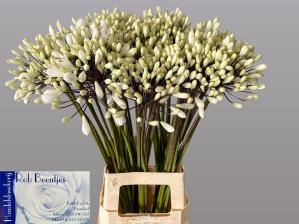 Agapanthus 'Barcelona'