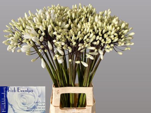 Agapanthus 'Barcelona'