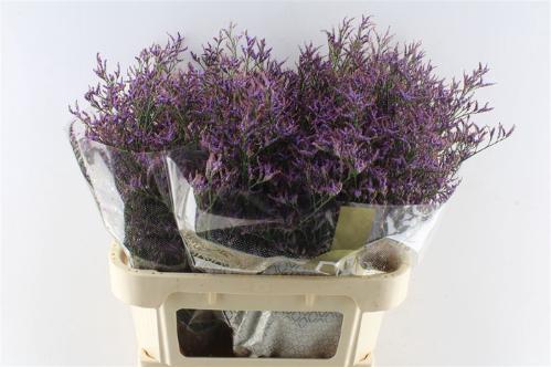 Limonium Safora Dark Blue