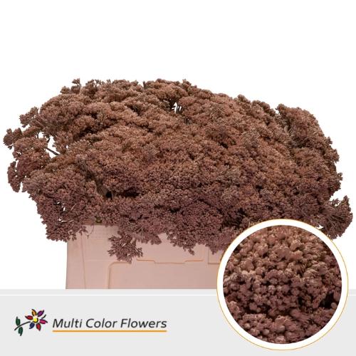 Sedum kleurbehandeld H%