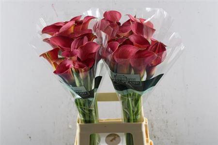 Zantedeschia 'Call Aruna'