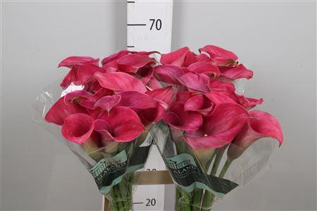 Zantedeschia 'Captain Romance'
