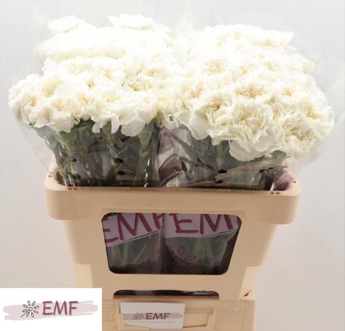 Dianthus standaard Everest