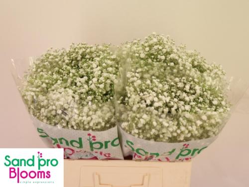 Gypsophila paniculata Xlence