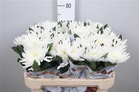 Chrysanthemum (Indicum Grp) geplozen Topspin