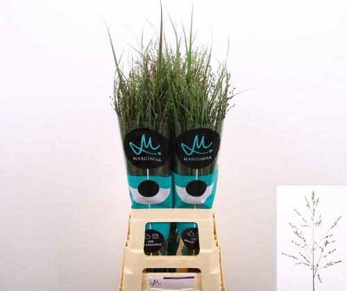 Panicum virgatum 'Heavy Metal'