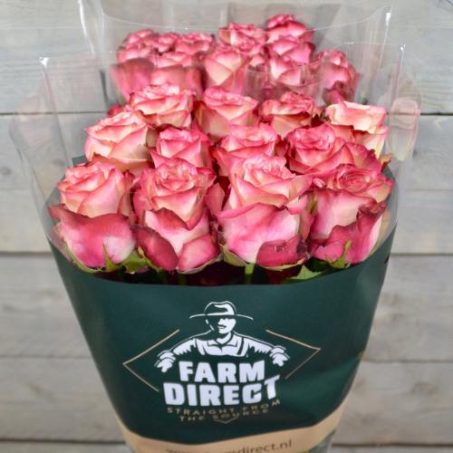 Rosa grootbloemig Paloma