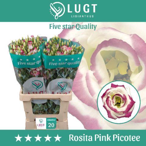 Eustoma russellianum gevuldbloemig 'Rosita Pink Picotee'